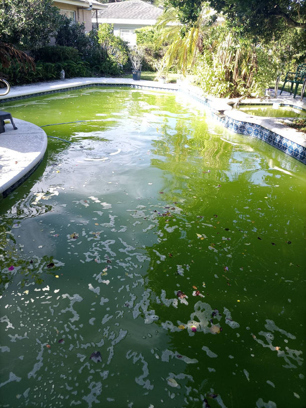 Before: One-time cleanup transformed this neglected pool